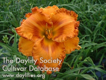 Dazzling Display AHS image