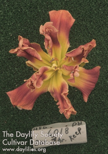 Topguns Arachnophobia daylily bloom