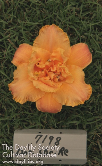 Topguns Rainbow Maiden AHS image