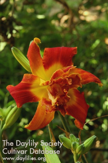 Topguns Wings of Fire AHS image