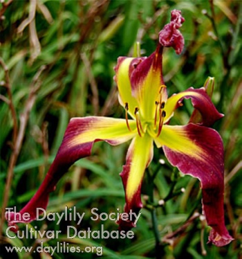 Chocolate Quill AHS image