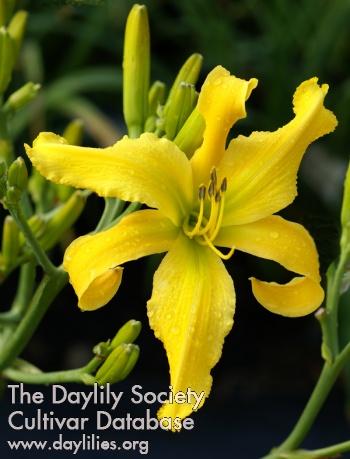 Yellow Ninja AHS image