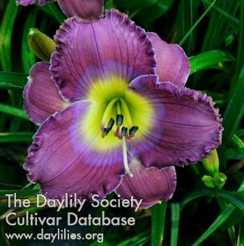 Clark Douglas Zielske AHS image