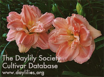 Willa Deborah AHS image