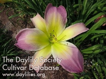 Blazing Hope AHS image
