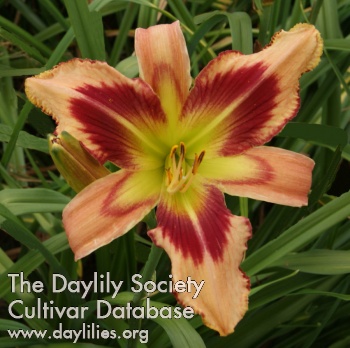 Amazing Calypso