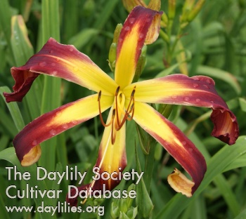 Scarlet Pinwheel AHS image