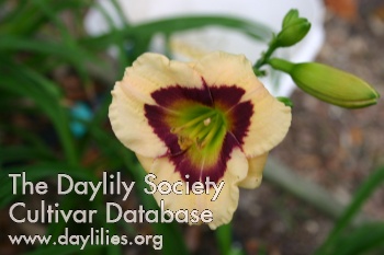 Gulf Coast Pansy AHS image