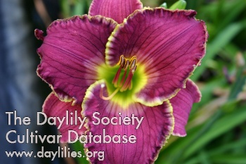 Gulf Coast Blue Eyed Italiano AHS image