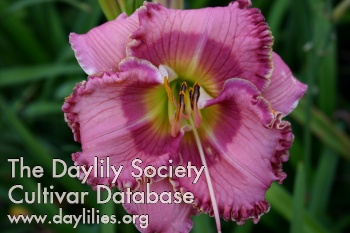 Gulf Coast Rose Mary AHS image