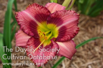 Gulf Coast High Society AHS image