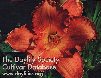 Flint Hills Positively Amy AHS image