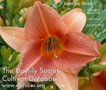 Jeannine Brock AHS image