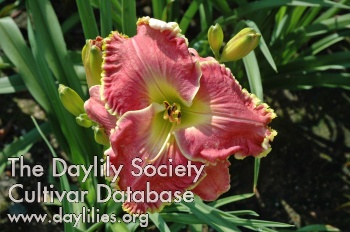 Two Views AHS image
