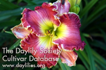 Vivid and Rich AHS image