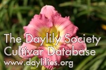 Belle Isle Rose AHS image