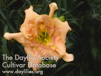 Double Notions AHS image