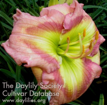 Nature's Strawberry Prism AHS image