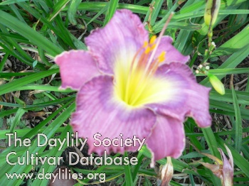Purple Panoply AHS image