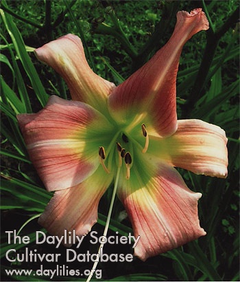 Irish Rose AHS image