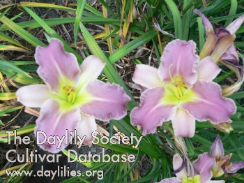 Lavender Luck AHS image