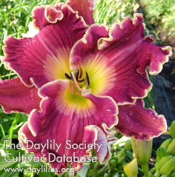 Mulberry Daze AHS image