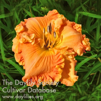 Orange Ruffles AHS image