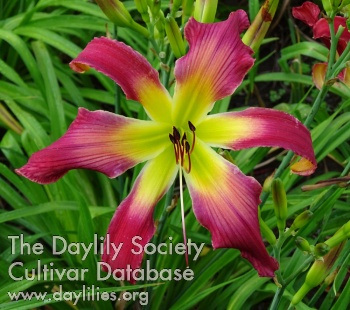 Fleur-de-Mingo AHS image
