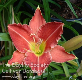 Umpqua's Oregon Dream AHS image