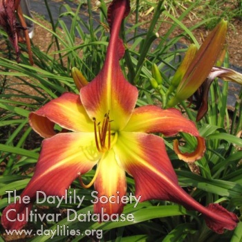 Webster's Scarlet Beauty
