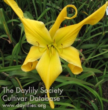 Webster's Yellow Wonder