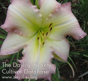 Webster's Pastel Beauty