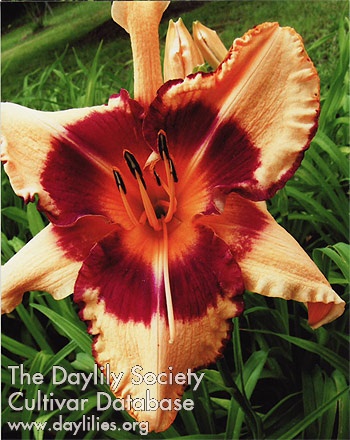 Montana Pinwheel AHS image
