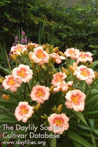 Blush'n Pink Eye AHS image