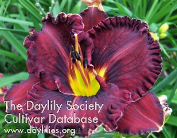 Purplelicious AHS image