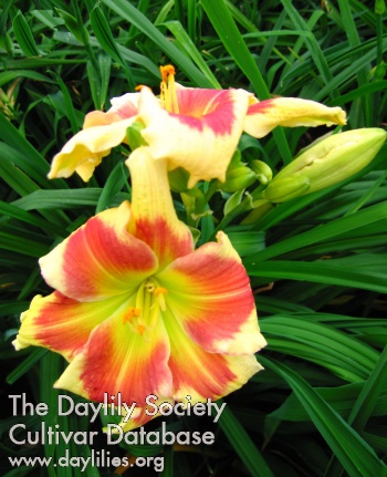Tropical Passion AHS image