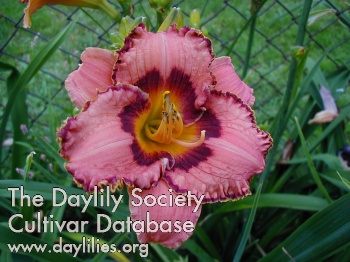 Delightful Debrah AHS image