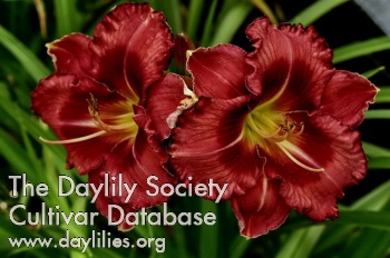 Fanciful Totty AHS image