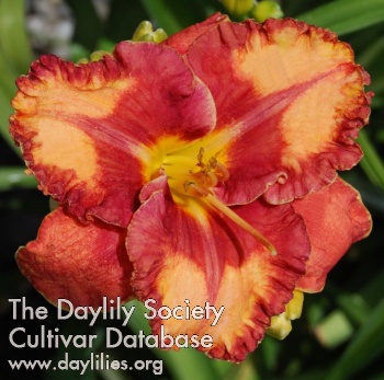Hot Cherry Kisses AHS image