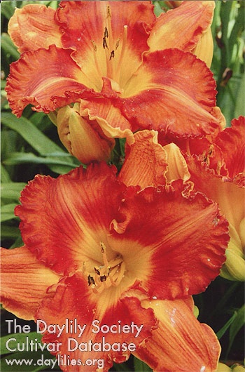 Flaming Pumpkins AHS image