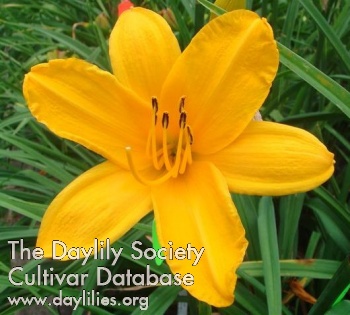 Golden Prelude AHS image