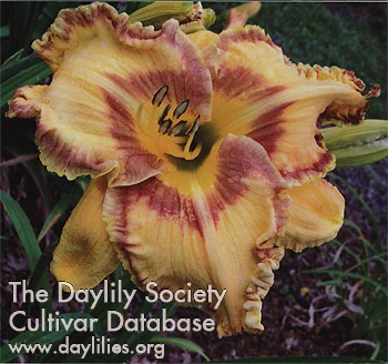 Rocky Mountain Sundae AHS image