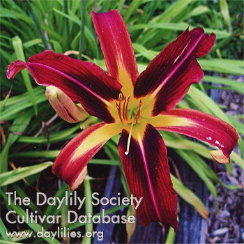 Mulberry Midnight AHS image