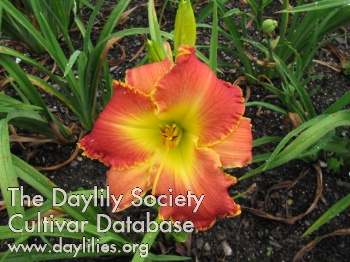 Suburban Lily Ann AHS image