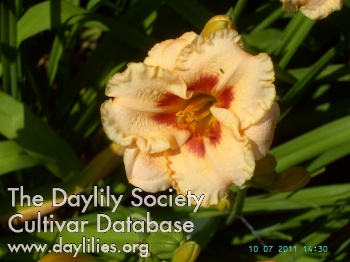 Elsbeth Schueler AHS image