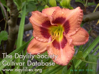 Dicker Willy-Johannesbaer AHS image
