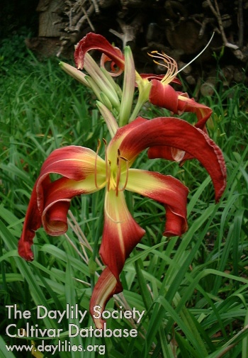 Vectis Nora Malone AHS image
