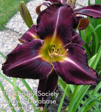 Stonehill's Black Prince AHS image