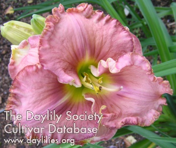 Stonehill's Serenity AHS image