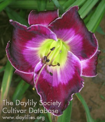 Purple Passion's Promise AHS image